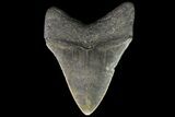 Serrated, Megalodon Tooth - North Carolina #88653-1